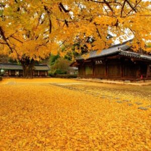 Tour Hàn Quốc - Hoa anh đào